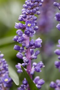 Liriope muscari 'Royal Purple' P9 - afbeelding 6