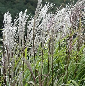 Miscanthus sinensis 'Silberfeder' P9 - afbeelding 6