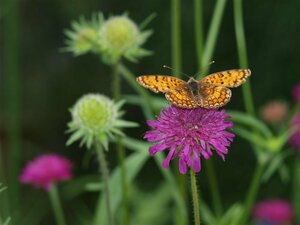 Knautia macedonica P9 - afbeelding 5