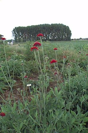 Knautia macedonica P9 - afbeelding 1