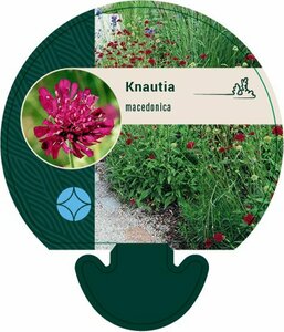 Knautia macedonica P9 - afbeelding 3