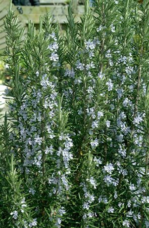 Rosmarinus officinalis P9 - afbeelding 10