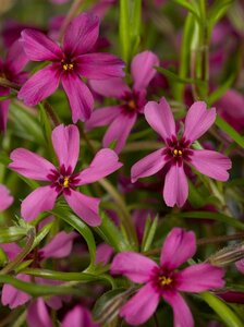 Phlox subulata 'Atropurpurea' P9