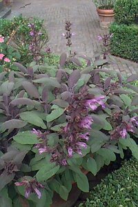Salvia officinalis 'Purpurascens' P9