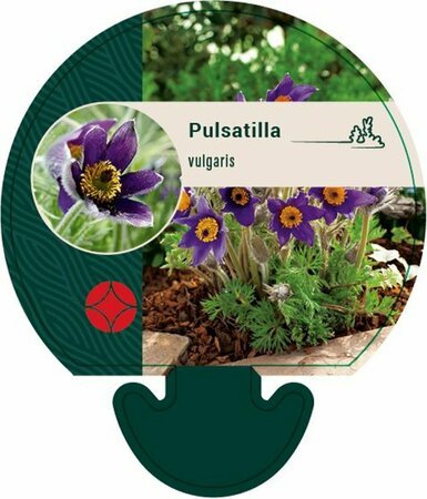 Pulsatilla vulgaris P9 - afbeelding 5