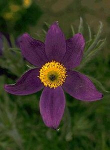 Pulsatilla vulgaris P9