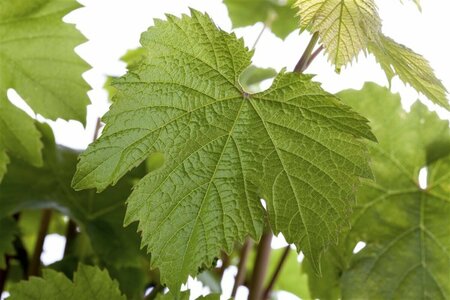 Vitis vinifera 'Katharina' 50/60 C.  - afbeelding 1