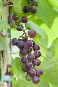 Vitis vinifera 'Katharina' 50/60 C.  - afbeelding 2