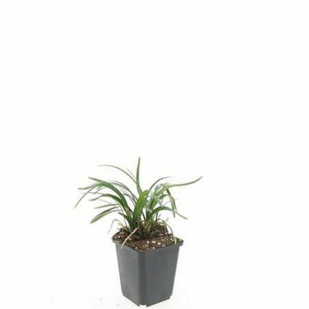 Liriope muscari 'Monroe White' P9 - afbeelding 3