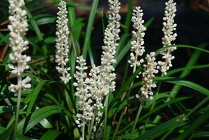 Liriope muscari 'Monroe White' P9