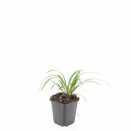 Liriope muscari 'Monroe White' P9 - afbeelding 4