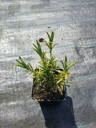 Rosmarinus officinalis C1.5 - afbeelding 4