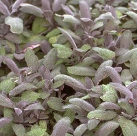 Salvia officinalis 'Purpurascens' C1.5 - afbeelding 5