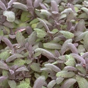 Salvia officinalis 'Purpurascens' C1.5 - afbeelding 5