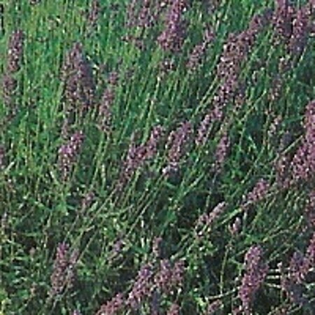 Lavandula angustifolia 'Munstead' P9 - afbeelding 2