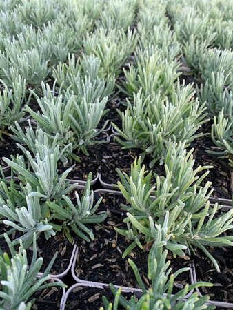 Lavandula angustifolia 'Munstead' P9 - afbeelding 6