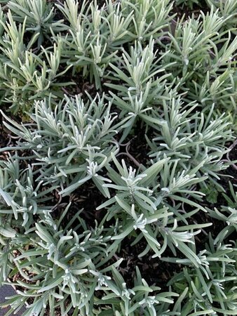 Lavandula angustifolia 'Dwarf Blue' P9 - afbeelding 1