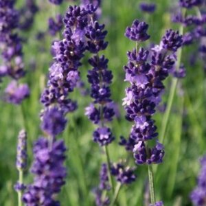 Lavandula angustifolia 'Hidcote' C1.5 - afbeelding 2