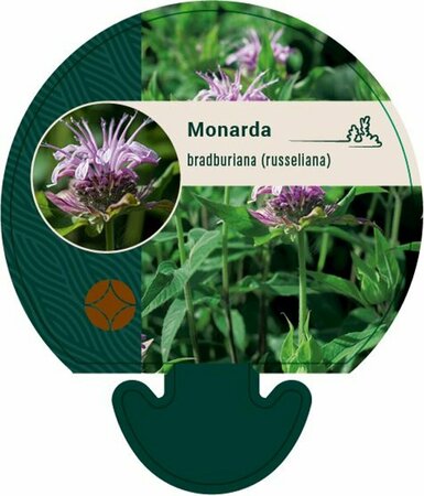 Monarda bradburiana P9 - afbeelding 3