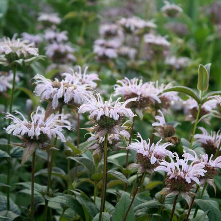 Monarda bradburiana P9 - afbeelding 2