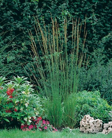 Molinia caerulea 'Heidebraut' C5 - afbeelding 2