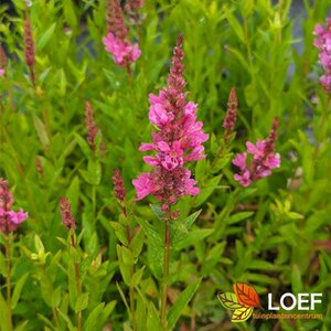 Lythrum salicaria P9