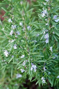 Rosmarinus officinalis C3 - afbeelding 8