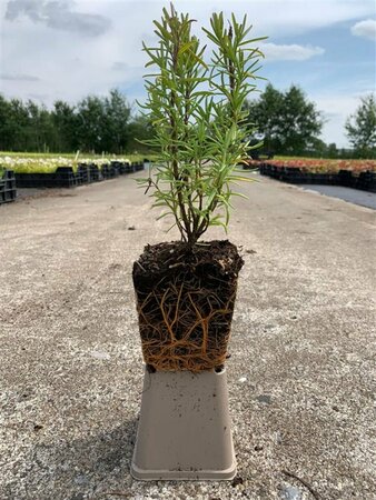 Rosmarinus officinalis C3 - afbeelding 6