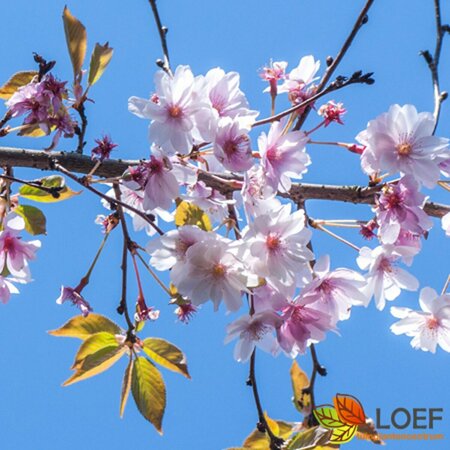 Prunus subhirtella 'Autumnalis Rosea' ST. 225 10-12 C.  - afbeelding 5