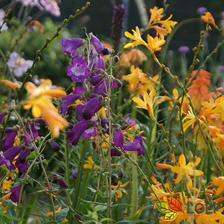 Penstemon 'Purple Passion' P9 - afbeelding 1