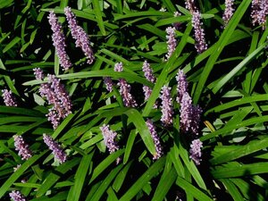 Liriope muscari 'Majestic' P9 - afbeelding 5