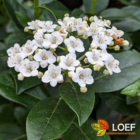 Viburnum tinus 'Eve Price' ST. 80 C.  - afbeelding 2