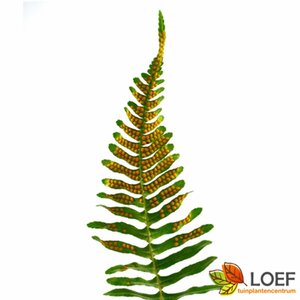 Polypodium vulgare C2 - afbeelding 8