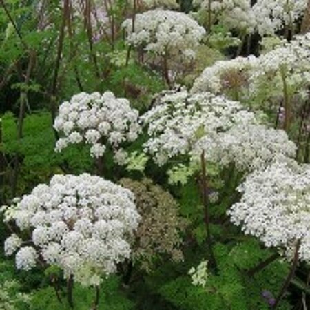 Selinum wallichianum P9 - afbeelding 1