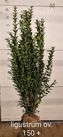 Ligustrum ovalifolium 125/150 W. 2-3 Tak  - afbeelding 3