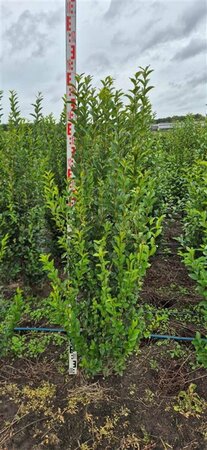 Ligustrum ovalifolium 125/150 W. 2-3 Tak  - afbeelding 4