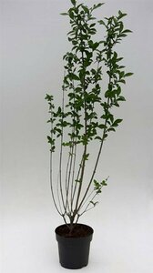 Ligustrum ovalifolium 125/150 W. 2-3 Tak  - afbeelding 7