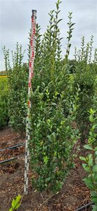 Ligustrum ovalifolium 125/150 W. 2-3 Tak  - afbeelding 14