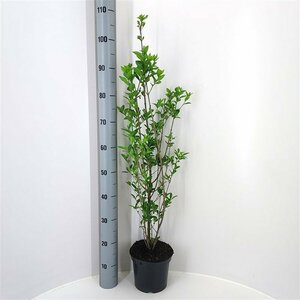 Ligustrum ovalifolium 125/150 W. 2-3 Tak  - afbeelding 13