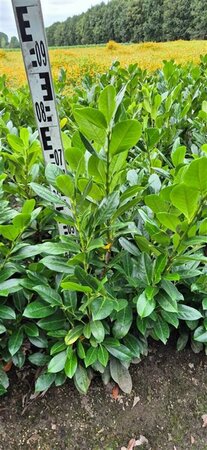 Prunus laur. 'Titan' ST. 120 C.