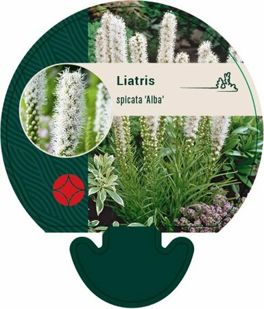Liatris spicata 'Alba' P9 - afbeelding 4