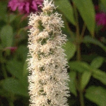 Liatris spicata 'Alba' P9 - afbeelding 2