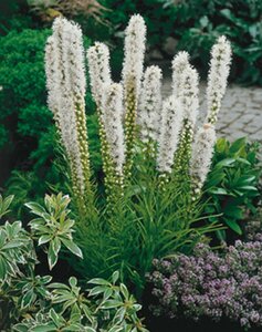 Liatris spicata 'Alba' P9 - afbeelding 3
