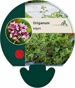 Origanum vulgare P9 - afbeelding 2