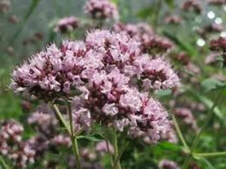 Origanum vulgare P9 - afbeelding 6