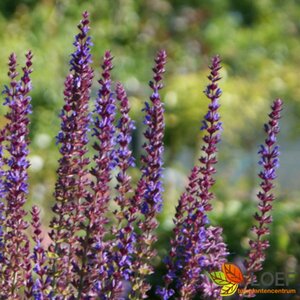Salvia nemorosa 'Caradonna' C2