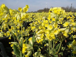 Primula veris P9 - afbeelding 2