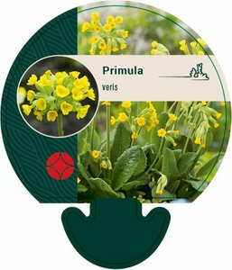 Primula veris P9 - afbeelding 6