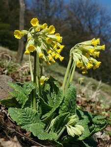 Primula veris P9 - afbeelding 3