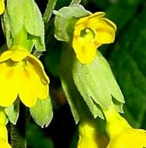 Primula veris P9 - afbeelding 5